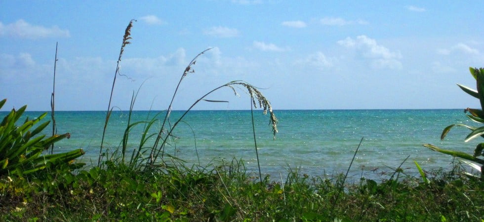 fl keys beach grass